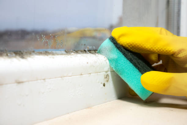 Best Black Mold Removal  in Lena, IL