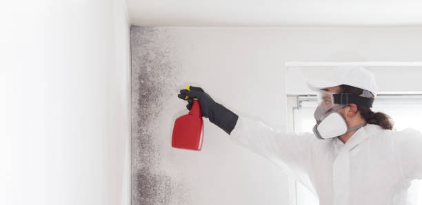 Mold Removal and Inspection in Lena, IL