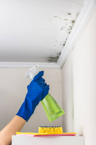 Certified Mold Removal in Lena, IL